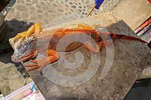 Top view of a large Red Iguana that basks under the sun`s rays. Close-up portrait of curious Iguana reptile on wooden board. Male