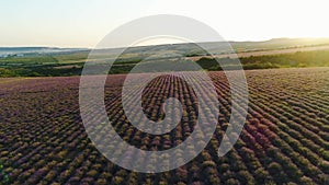 Top view of lavender field on background sunrise. Shot. Morning sun`s rays over hills illuminate purple lavender field