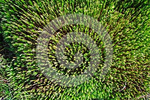 Top view of a lawn covered with a plant Polytrichum commune (also known as common haircap, great golden maidenhair, great