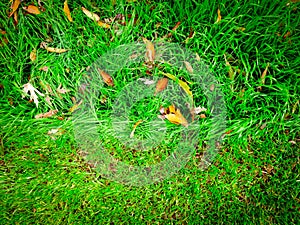 Top view before and after lawn mow transformation, St. Augustine, Bermuda grass mixed fallen autumn leaves at front yard in Dallas