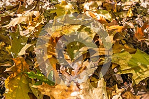 Top view of a layer of fallen oak leaves on the lawn of green grass