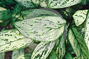 Top view of leaf of exotic \'Aglaonema Commutatum Silver Queen\' houseplant