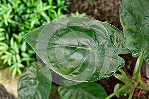 Leaf of exotic `Alocasia Wentii` houseplant photo