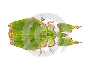 Top view of a Leaf-insect, Phyllium giganteum, isolated on white photo