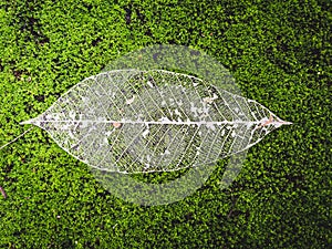 Top view of a leaf skeleton on a green plant surface