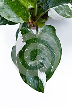 Top view of leaf of tropical 'Philodendron White Princess' houseplant with white variegation