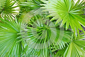 Top view of leaves saw palmetto, Abstract leaves texture. photo