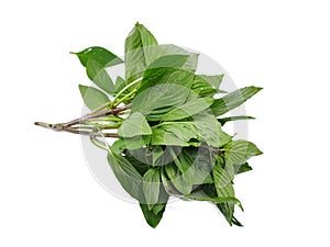 Top view of leaves sweet Basil or Thai Basil isolated on white background