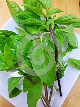 Top view of leaves sweet Basil or Thai Basil in white plate