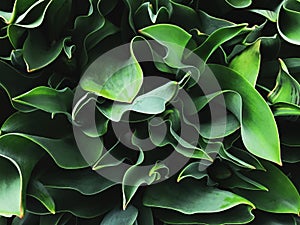 Top view on the leaves of tulips of different varieties. Natural green background. Spring time.