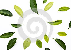 Top view of lemon,orange leaves pattern onwhite background photo