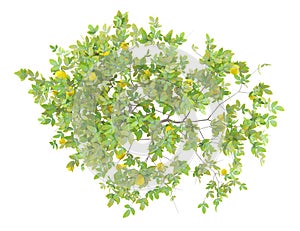 Top view of lemon tree with lemons isolated on white