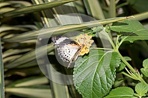 Top view of a leopard net falter with half open wings sitting on a yellow blossom photo