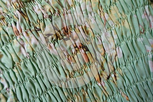 Top view of mint green rayon fabric with shirring photo
