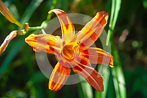 Top view lily blooms. Close-up of garden daylily flowers on a flower bed. Natural background for design