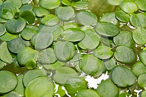 Top view of Limnobium laviegatum plant floating