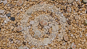 Top view of Lithops, Cactus, Succulent, Cacti, Cactaceae, Tree, Drought tolerant plant