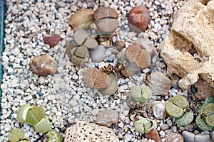 Top view of lithops growing in rocky ground