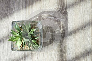 Top view of little green plant in glass pot on the table with light and shadow style