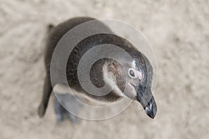 Top view of a little penguin (Spheniscidae) looking curiously