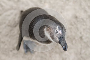 Top view of a little penguin (Spheniscidae) looking curiously photo