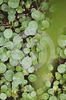 Top view of little round foliage bush on ground after rain, defocus green at foreground