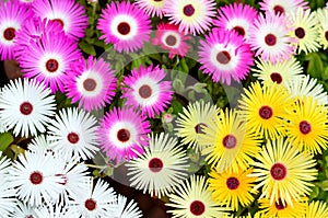Top view of Livingstone daisies