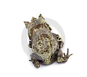 Top view of a Long-nosed horned frog, Megophrys nasuta