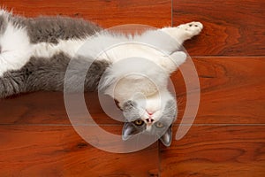 top view a lovely British shorthair cat sleeping on a wooden floor