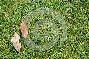 Top view of lush green grass lawn background with fallen dried tree leaves at outdoor park under sunlight