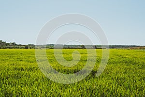 Top view of lush green rice plantation field under blue sky