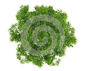 Top View of a Lush Green Tree with Dense Foliage on White Background leaves