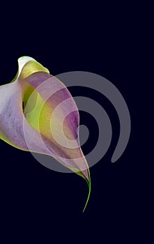 Top view macro of the center of a violet yellow green calla blossom