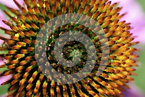 A macro top view of the center of a dew-covered Echinacea purprea, or purple conflower.