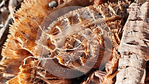 Top view macro closeup from rest of a banana trunk after cut looking out of the soil ground, here with details of the fibers,