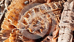 Top view macro closeup from rest of a banana trunk after cut looking out of the soil ground, here with details of the fibers,