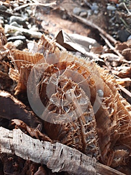 Top view macro closeup from rest of a banana trunk after cut looking out of the soil ground, here with details of the fibers,