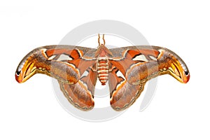 Top view of male attacus atlas moth