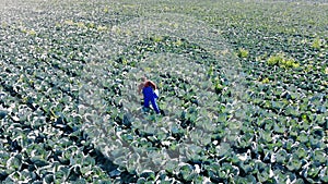 Top view of a male cultivator standing in a cabbage field