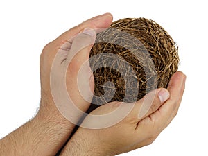 Top view male hand holding empty nest isolated