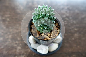 Top view of Mammillaria Carmenae cactus flowers in a ceramic pot on wooden table, small plant in flowerpot