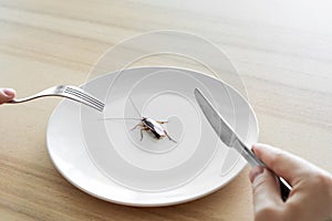 Top view, a man eating a cockroach. Cockroach in a white plate on the kitchen table. Strange taste preferences