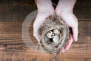 top view of man hands holding bird nest on wooden background