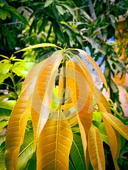 Top view of Mango plant