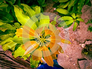 Top view of Mango plant