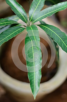 Mango tree plant on a pot, top view