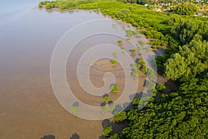 Top view mangrove forest