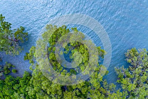 Top view mangrove forest trees with beautiful sea surface and small waves,Ecosystem and healthy environment concept and nature