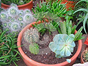 Top view of the many cacti of different species. Spiky cactuses and succulents in brown pot
