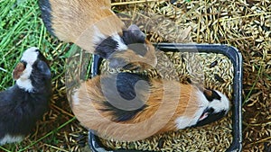 Top view of many decorative guinea pigs eat oat seeds